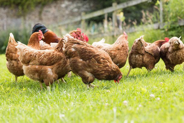 Australian supermarkets support cage-free eggs