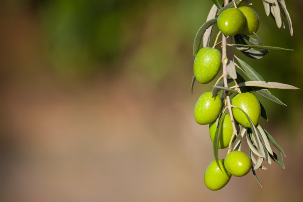 Olive oil giant pleased to set the record straight