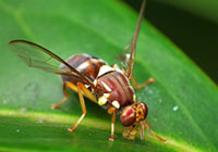Fruit fly alert - queensland-fruit-fly-200-140