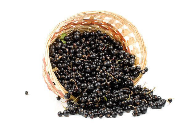 NZ blackcurrants star in new research project