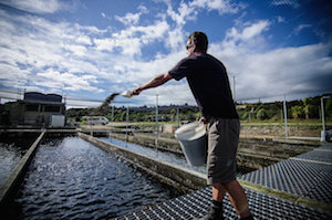 Sustainable salmon farming subject of $5.2 million research project
