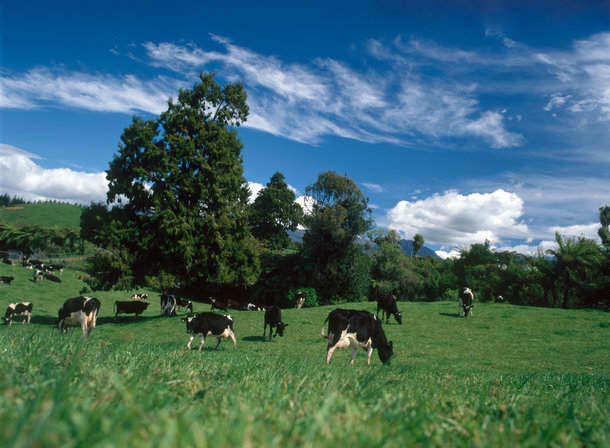 NZ dairy farmers hope to put tough season behind them