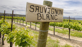 Sauvignon Blanc to be the star of international wine conference in 2016