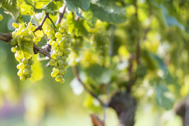 Celebrate Sauvignon Blanc Day on Friday April 24