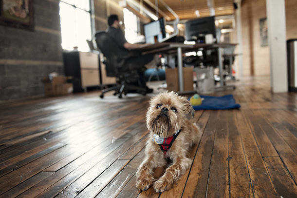 Bring your pet to work in June!
