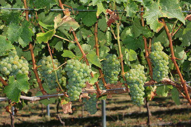 Organic vines shine in side-by-side trial