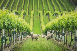As one of its many sustainability initiatives, Yealands Estate use a breed of miniature babydoll sheep to graze the grass between the vines. Yealands is fully accredited through the Sustainable Winegrowing New Zealand programme.