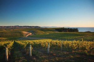 rsz_nzln-yealands-looking_down_the_vines_from_seaview-0045709