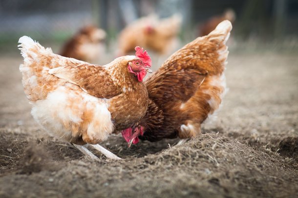 Cage-free eggs the way to go