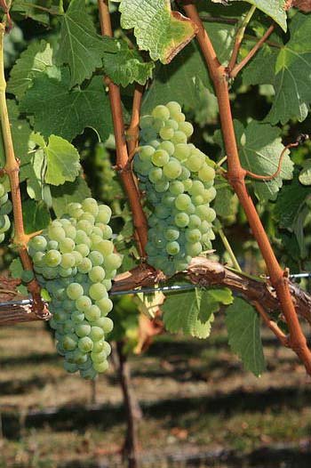 New Zealand wine exports up 10%