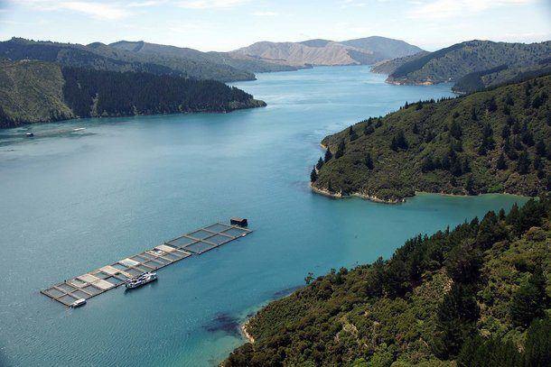 Proposal to relocate Marlborough Sounds salmon farms