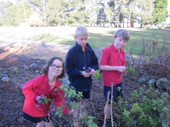 Young Gardener Awards reveal kids really dig digging!