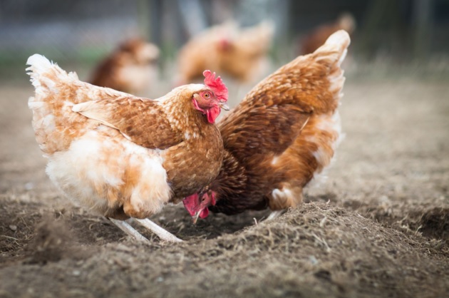 Nestlé to use cage-free eggs