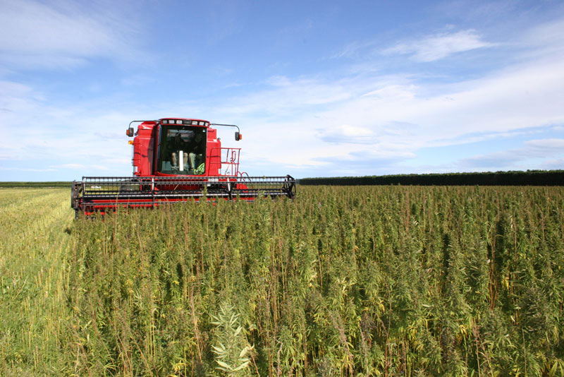 USA: Hemp cultivation at all-time high
