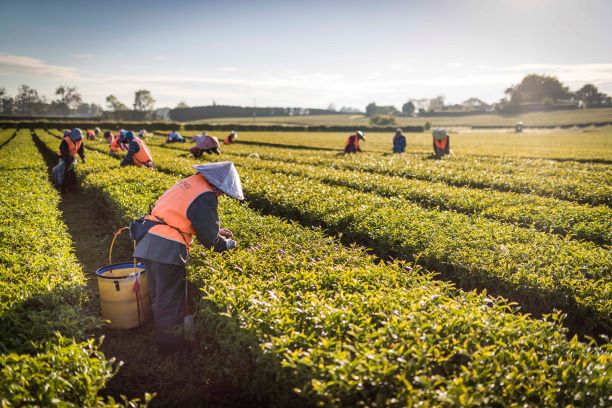 Big milestone for award-winning NZ-grown tea