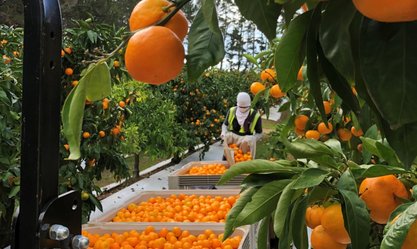 ‘Sweet as’ mandarin harvest underway