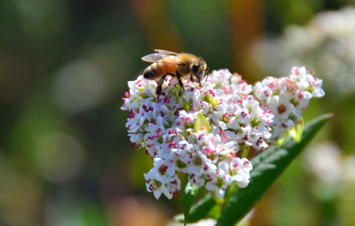 Villa Maria and Countdown help bring more bees to Kiwi gardens