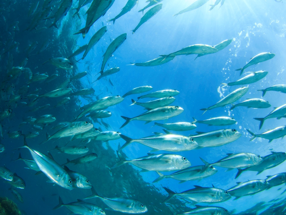 World missing out on nutrition due to overfishing