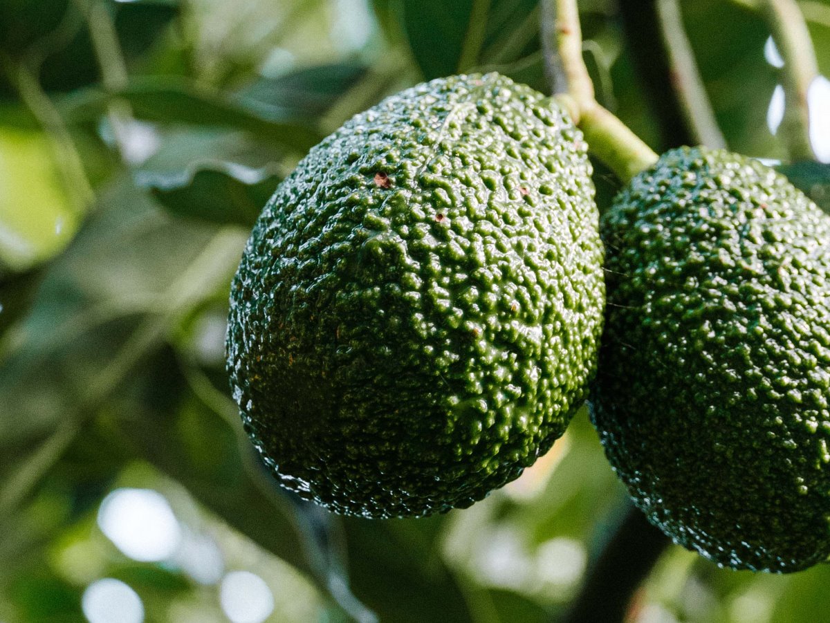 NZ Avocado industry continues strong growth