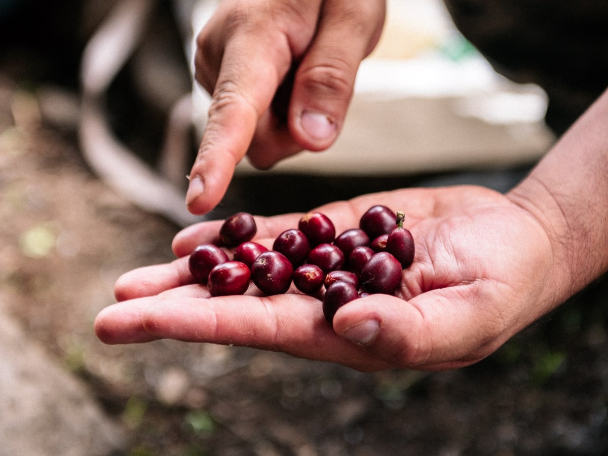 International Coffee Day – a time to reflect on the power of your cup