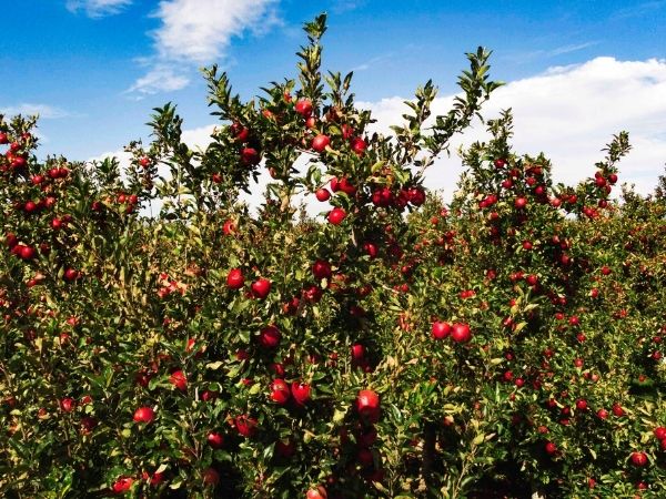 Big NZ apple and pear crops come with big challenges