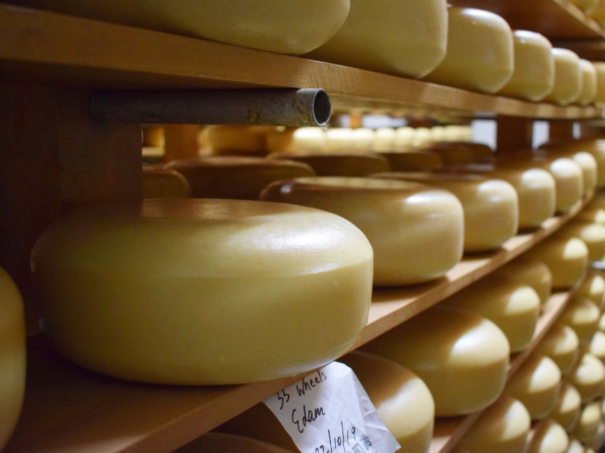 NZ Champions of Cheese Awards 2022