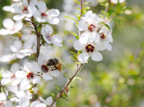 Unlocking the secrets of NZ native honey