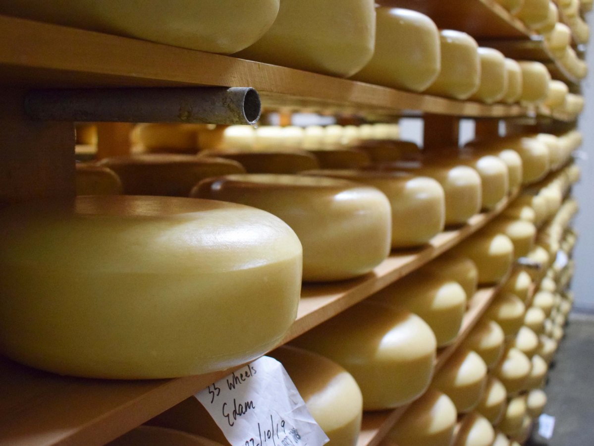 NZ Champions of Cheese Awards call for entries