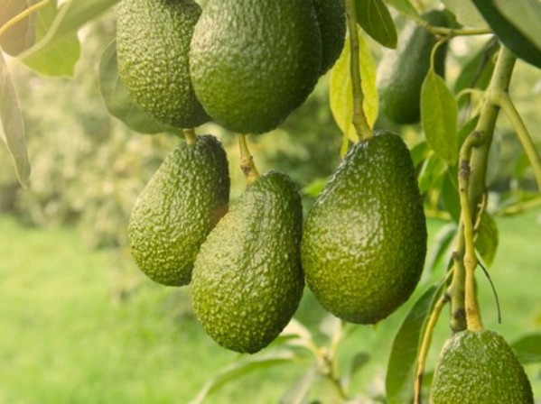 <strong>Bringing the global avocado community to New Zealand</strong>