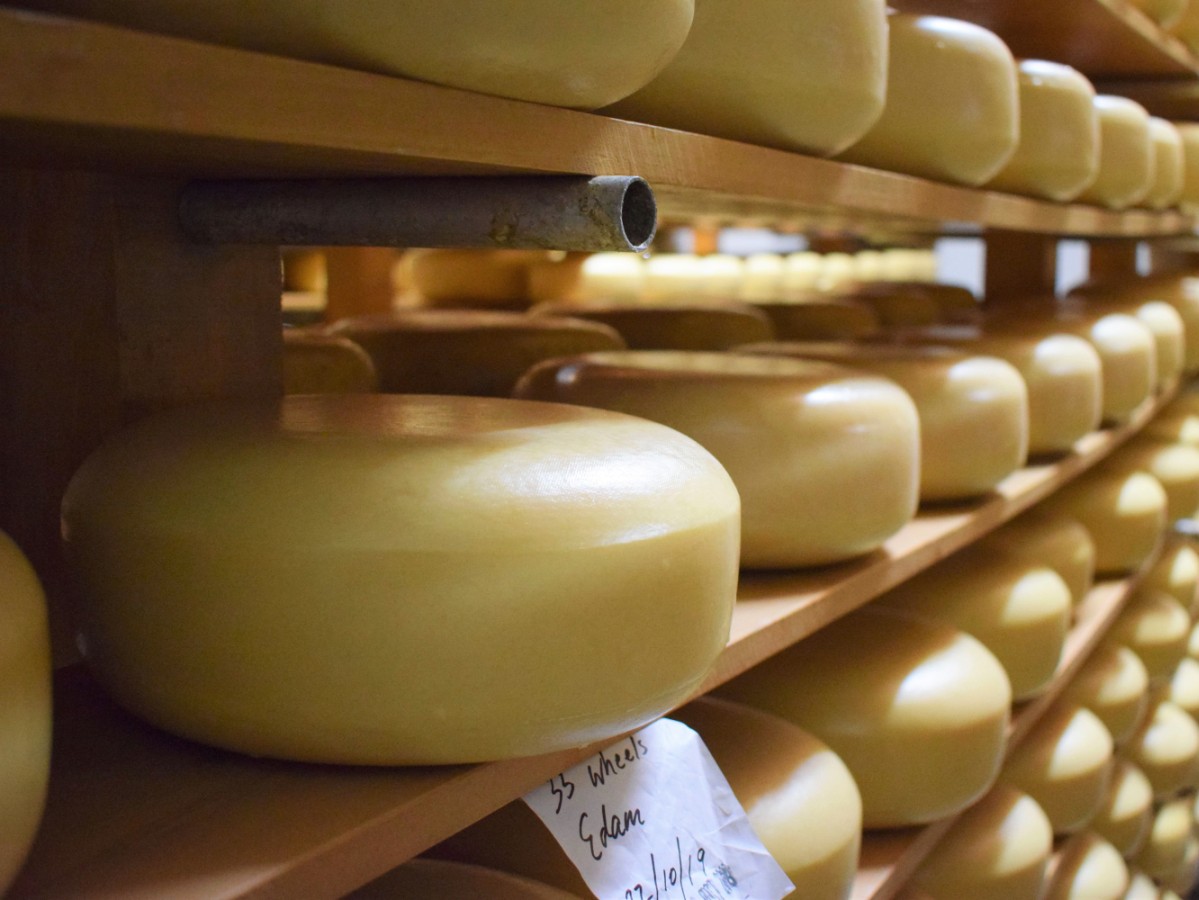 <strong>20th year of NZ Champions Of Cheese Awards judging</strong>