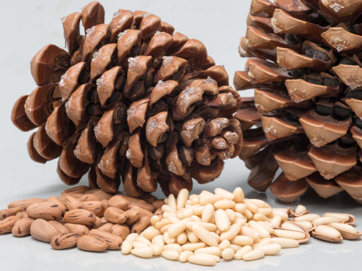 Premium Pine Nuts named Supreme Champion at ONZFP Awards