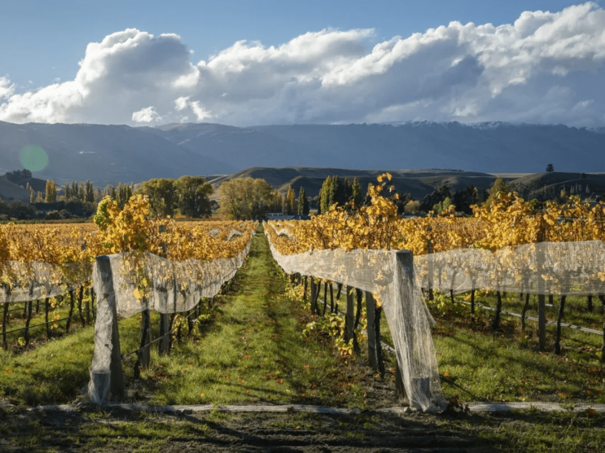 2023 a strong vintage for New Zealand wine