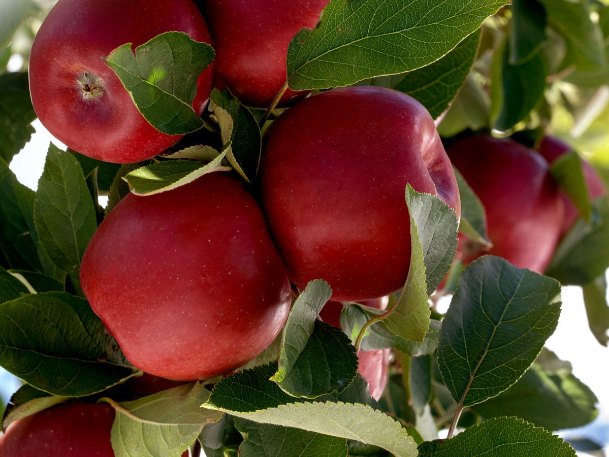 New Joli™ apple commercial growing pilot underway