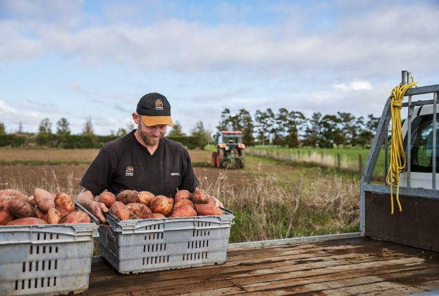 Meet the grower: NZ kūmara harvest underway