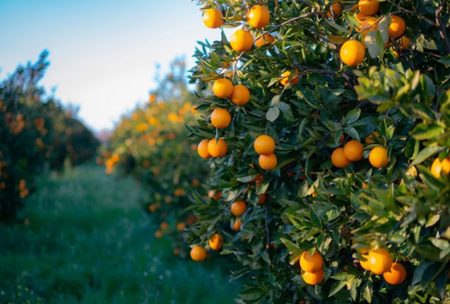 NZ Citrus Season